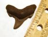 Fossil Angustidens Shark Tooth